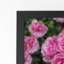 Ver imagem 2 de Quadro Rosa Flores Planta Natureza Moldura Preta 60x40cm