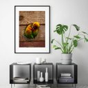 Ver imagem 1 de Quadro Fotografia Casal Passarinhos - 60x48cm:madeira Preta