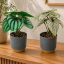 Ver imagem 3 de Arranjo Decorativo Artificial Folhagens com Vaso Cinza e Dourado 16cm Realista