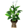 Folhagem Real Planta Copo de Leite Flores Branca 107cm - 1