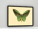 Ver imagem 2 de Quadro Decorativo Borboleta Verde Vintage - 70x50cm:moldura Branca