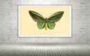 Ver imagem 1 de Quadro Decorativo Borboleta Verde Vintage - 70x50cm:moldura Branca