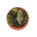 Ver imagem 2 de Vaso Com Suculenta Em Dolomita E Plástico Cor Laranja 28662