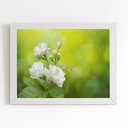 Ver imagem 1 de Quadro Jasmim-árabe Flor Branca Moldura Branca 60x40cm