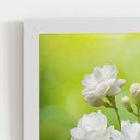 Ver imagem 2 de Quadro Jasmim-árabe Flor Branca Moldura Branca 60x40cm
