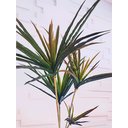 Ver imagem 3 de Planta Artificial Yucca Classic 1,15 Metros de Altura