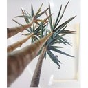 Ver imagem 7 de Planta Artificial Yucca Classic 1,15 Metros de Altura