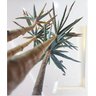Planta Artificial Yucca Classic 1,15 Metros de Altura - 7