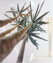 Ver imagem 7 de Planta Artificial Yucca Classic 1,15 Metros de Altura