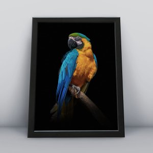 Quadro Decorativo Moldura Preta 30x40cm Arara