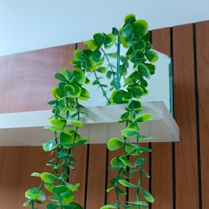 Vaso Espelhado 10x10 C/ Musgo e Pendente de Eucalipto 65cm