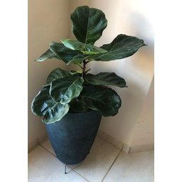 Suporte Rasteiro P/ Vaso de Planta de Chão 26cm X 8cm - 5