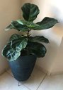 Ver imagem 5 de Suporte Rasteiro P/ Vaso de Planta de Chão 26cm X 8cm