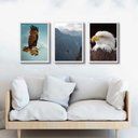 Ver imagem 1 de Kit 3 Quadros Fotografias Águia 24x18cm:madeira Preta