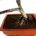 Ver imagem 7 de Bonsai Shimpaku 32 Anos