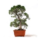 Ver imagem 2 de Bonsai Shimpaku 32 Anos