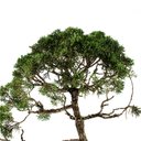 Ver imagem 5 de Bonsai Shimpaku 32 Anos