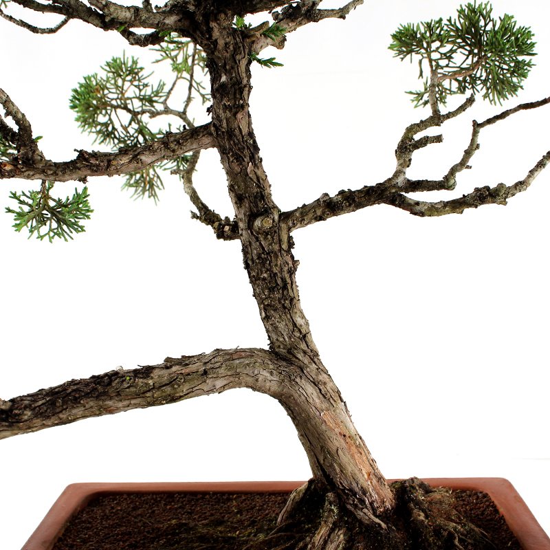 Bonsai Shimpaku 32 Anos - 6