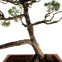 Ver imagem 6 de Bonsai Shimpaku 32 Anos