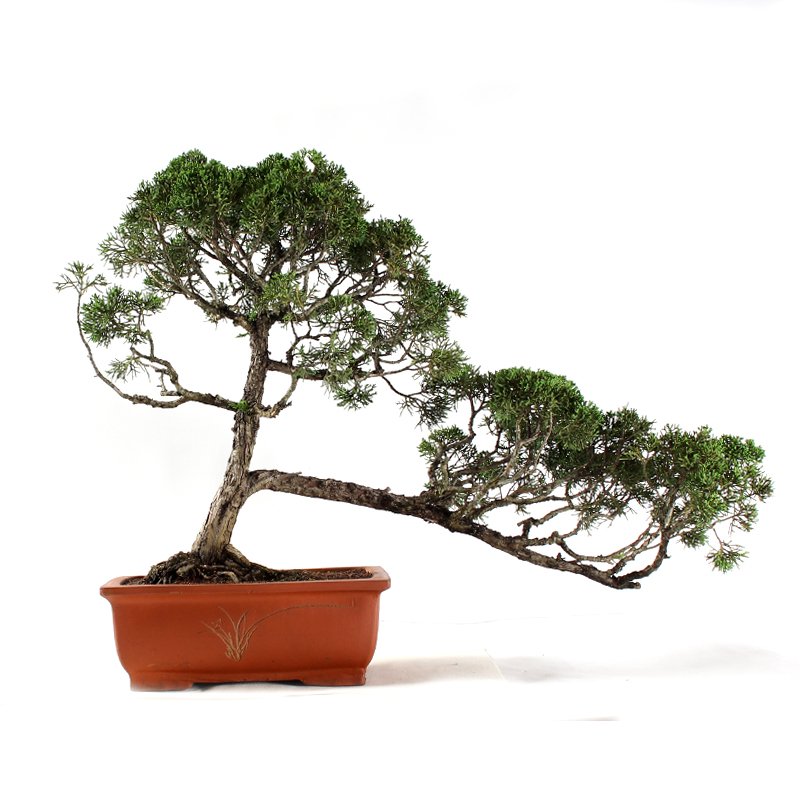 Bonsai Shimpaku 32 Anos - 3