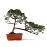 Bonsai Shimpaku 32 Anos - 3