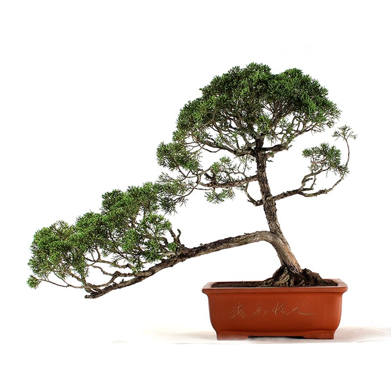 Bonsai Shimpaku 32 Anos