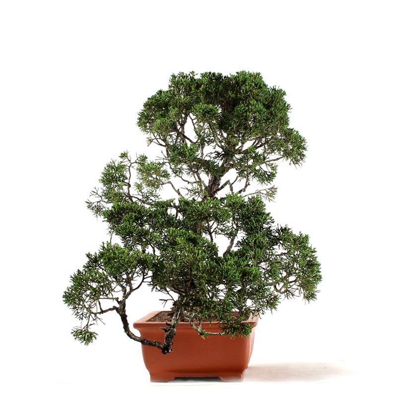 Bonsai Shimpaku 32 Anos - 4