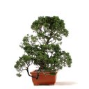 Ver imagem 4 de Bonsai Shimpaku 32 Anos