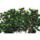Ver imagem 1 de 12 Ramos Folhas Decorativas Artificiais Muro Inglês Ficus 12 Galhos Cada 52cm