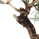 Ver imagem 5 de Pré Bonsai Pinheiro Negro 12 Anos