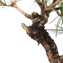 Ver imagem 5 de Pré Bonsai Pinheiro Negro 12 Anos