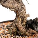 Ver imagem 6 de Pré Bonsai Pinheiro Negro 12 Anos