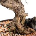 Ver imagem 6 de Pré Bonsai Pinheiro Negro 12 Anos
