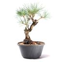 Ver imagem 2 de Pré Bonsai Pinheiro Negro 12 Anos