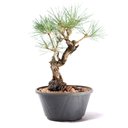 Ver imagem 2 de Pré Bonsai Pinheiro Negro 12 Anos