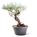 Ver imagem 1 de Pré Bonsai Pinheiro Negro 12 Anos