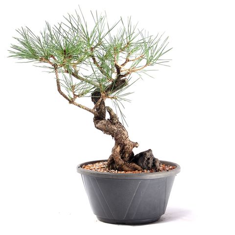 Pré Bonsai Pinheiro Negro 12 Anos