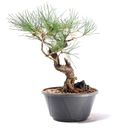 Ver imagem 4 de Pré Bonsai Pinheiro Negro 12 Anos