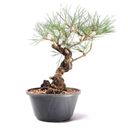 Ver imagem 3 de Pré Bonsai Pinheiro Negro 12 Anos