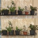 Ver imagem 7 de Floreira Vertical de Parede para 3 Vasos 80x20:preto