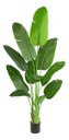 Ver imagem 3 de Bananeira Artificial Grande Planta para Decoração Sala 160cm.