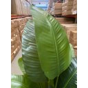 Ver imagem 6 de Bananeira Artificial Grande Planta para Decoração Sala 160cm.