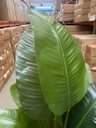 Ver imagem 6 de Bananeira Artificial Grande Planta para Decoração Sala 160cm.