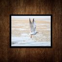 Ver imagem 2 de Quadro Decorativo Horizontal Gaivota Praia 33x24cm - com Vidro:madeira Branca