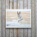 Ver imagem 1 de Quadro Decorativo Horizontal Gaivota Praia 33x24cm - com Vidro:madeira Branca