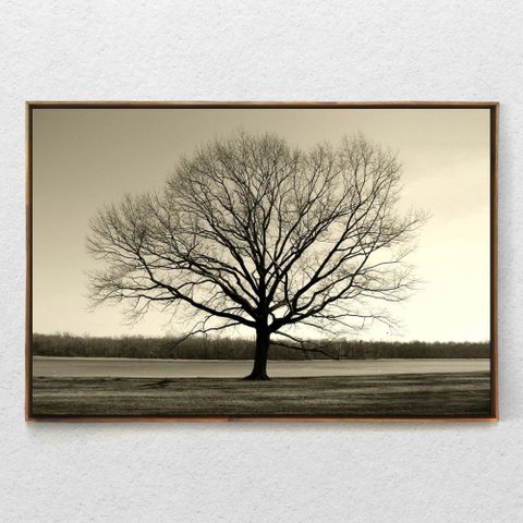 Quadro Decorativo Arvore Galhos Secos Com Moldura e Sem Vidro 100X160