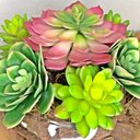 Ver imagem 4 de Arranjo de Suculentas Artificiais em Terrário de Vidro Sofi
