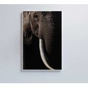 Ver imagem 7 de Quadro Natureza Elefante Africano Decor&quadros Nat153 80x120 Cm Tecido Canvas