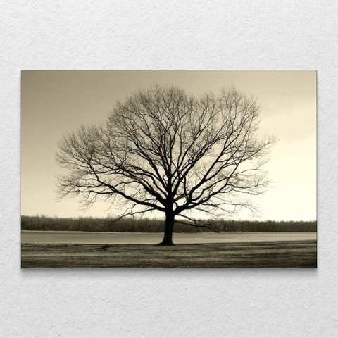 Quadro Decorativo Arvore Galhos Secos Sem Moldura e Sem Vidro 80X120