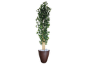 Ver imagem 1 de Planta Árvore Artificial Bambu 2,18m Com Vaso Marrom 44
